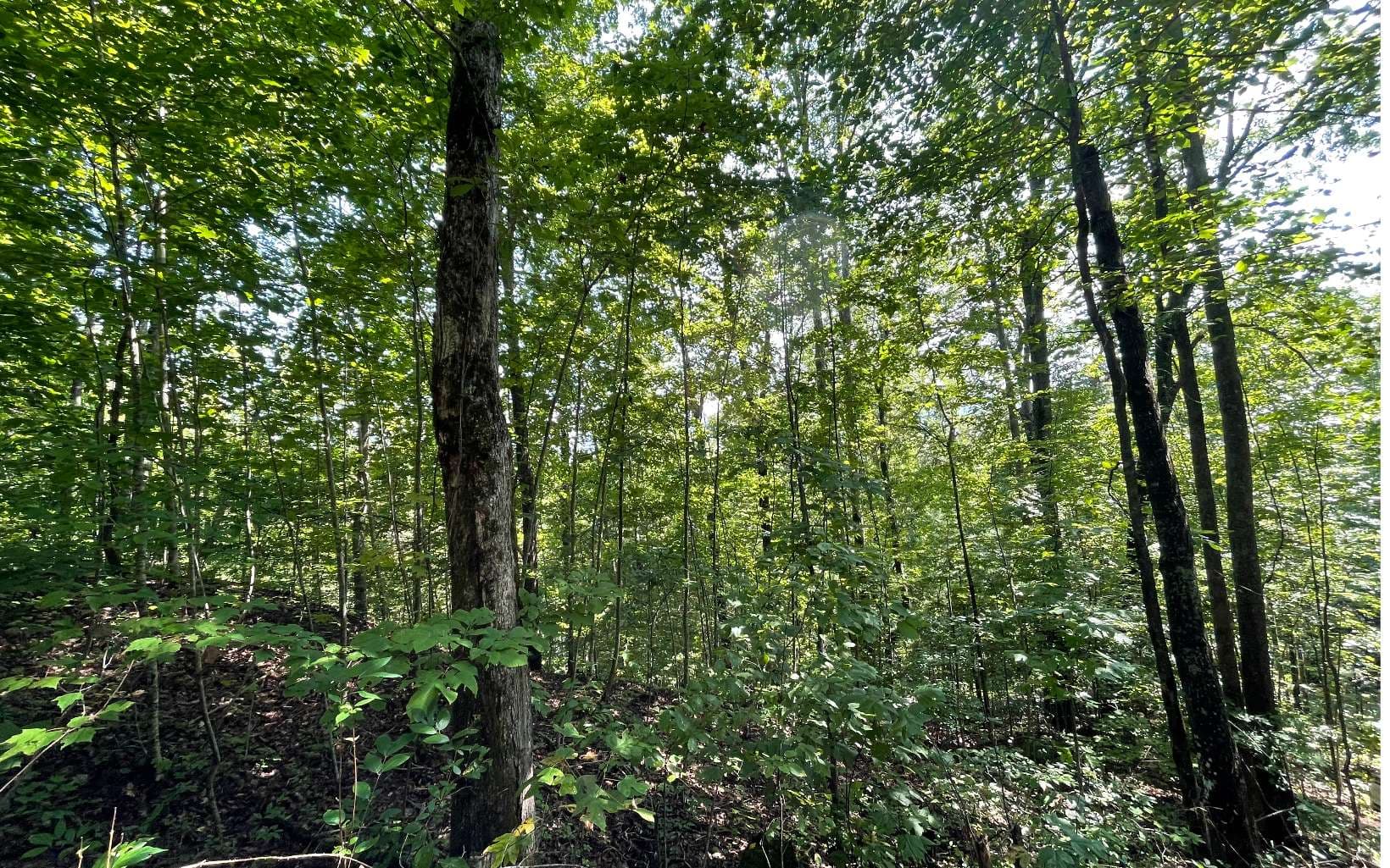 Lot 8D Eagle Heights, Hiawassee GA 30546 - Photo