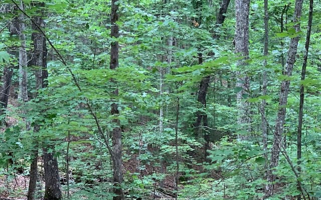Lot 18 Bruce Mountain, Blairsville GA 30512 - Photo