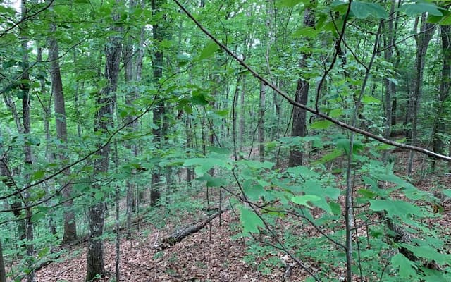 Lot 18 Bruce Mountain, Blairsville GA 30512 - Photo