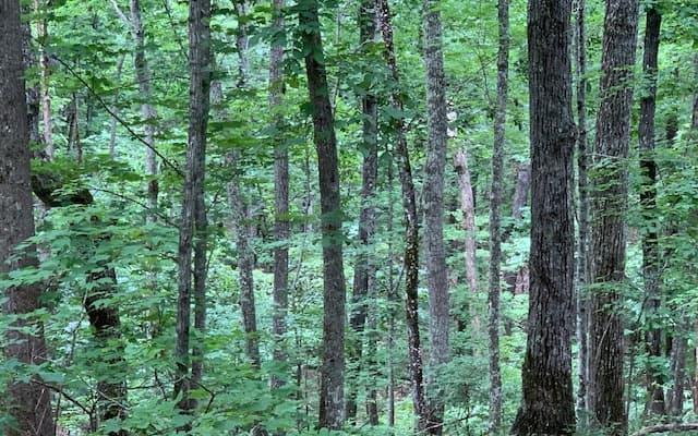 Lot 18 Bruce Mountain, Blairsville GA 30512 - Photo