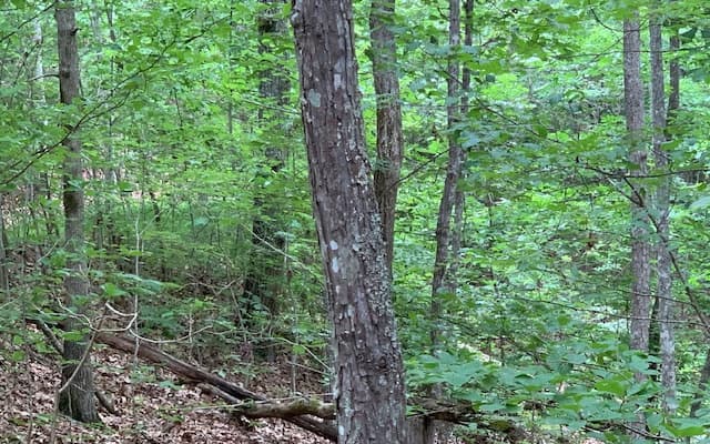 Lot 18 Bruce Mountain, Blairsville GA 30512 - Primary photo