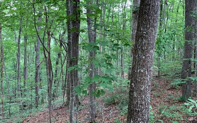 Lot 18 Bruce Mountain, Blairsville GA 30512 - Photo