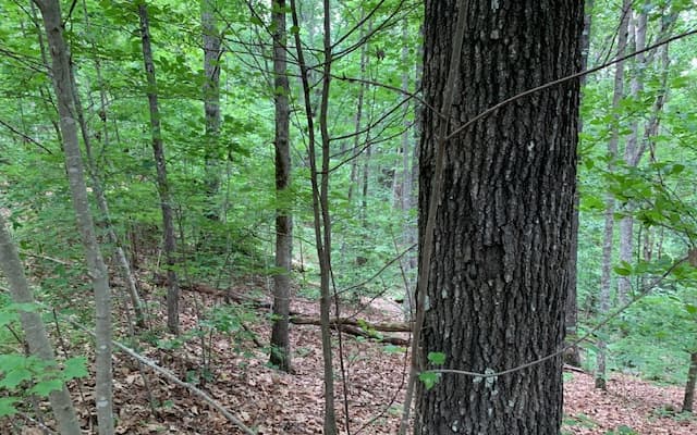 Lot 18 Bruce Mountain, Blairsville GA 30512 - Photo