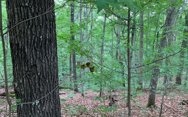 Lot 18 Bruce Mountain, Blairsville GA 30512 - Photo