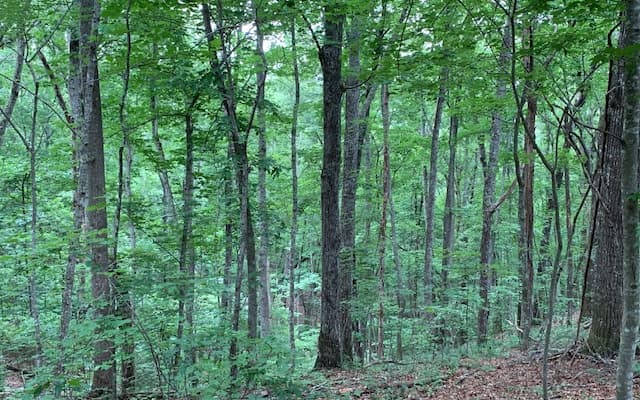 Lot 18 Bruce Mountain, Blairsville GA 30512 - Photo