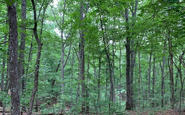 Lot 18 Bruce Mountain, Blairsville GA 30512 - Photo