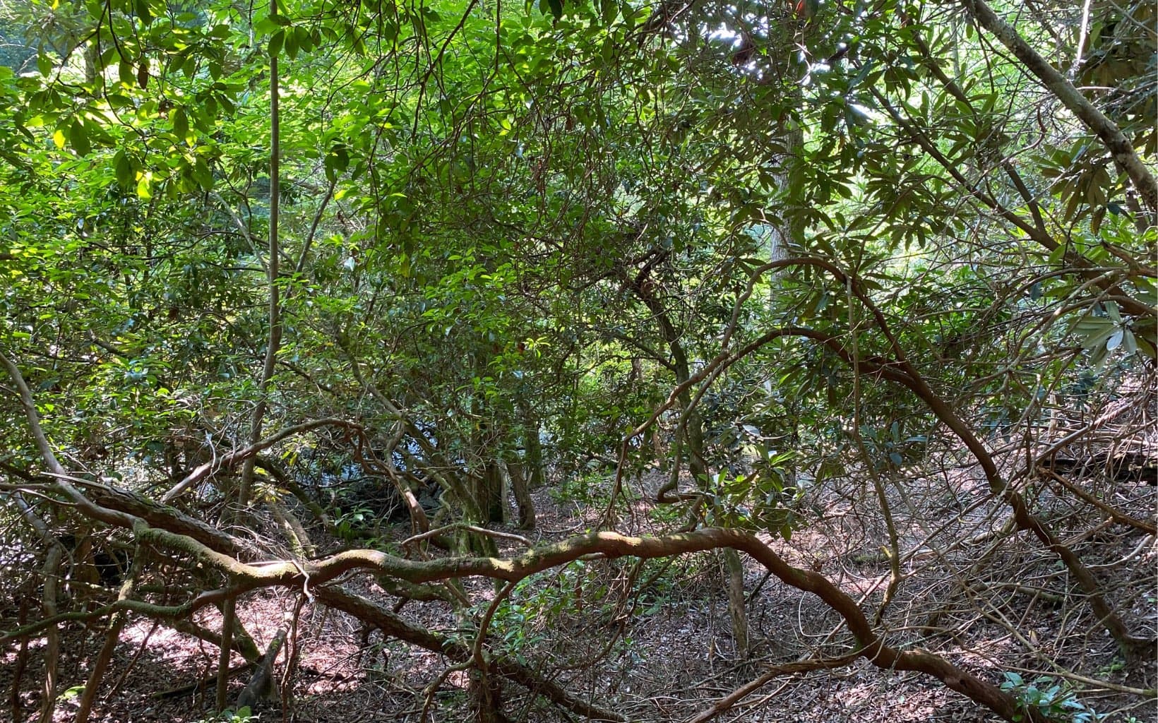 Lot 645 Wedowee Ct (Lot 645), Ellijay GA 30540 - Photo