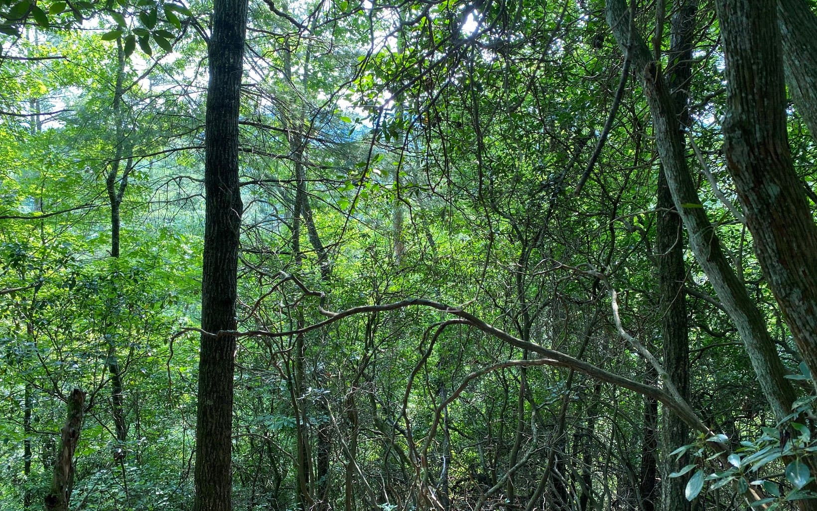 Lot 645 Wedowee Ct (Lot 645), Ellijay GA 30540 - Photo