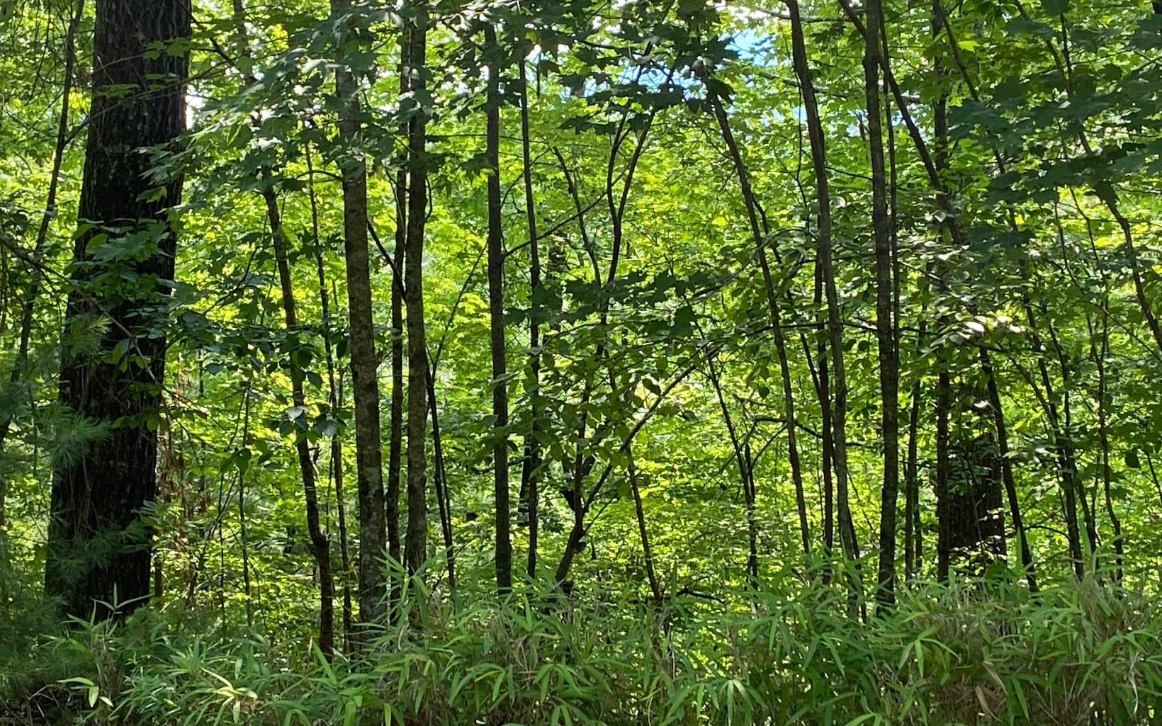 Lot 645 Wedowee Ct (Lot 645), Ellijay GA 30540 - Photo