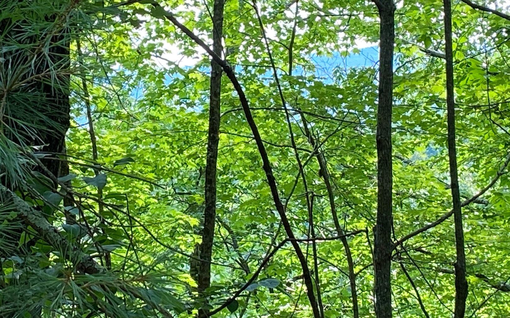 Lot 645 Wedowee Ct (Lot 645), Ellijay GA 30540 - Primary photo