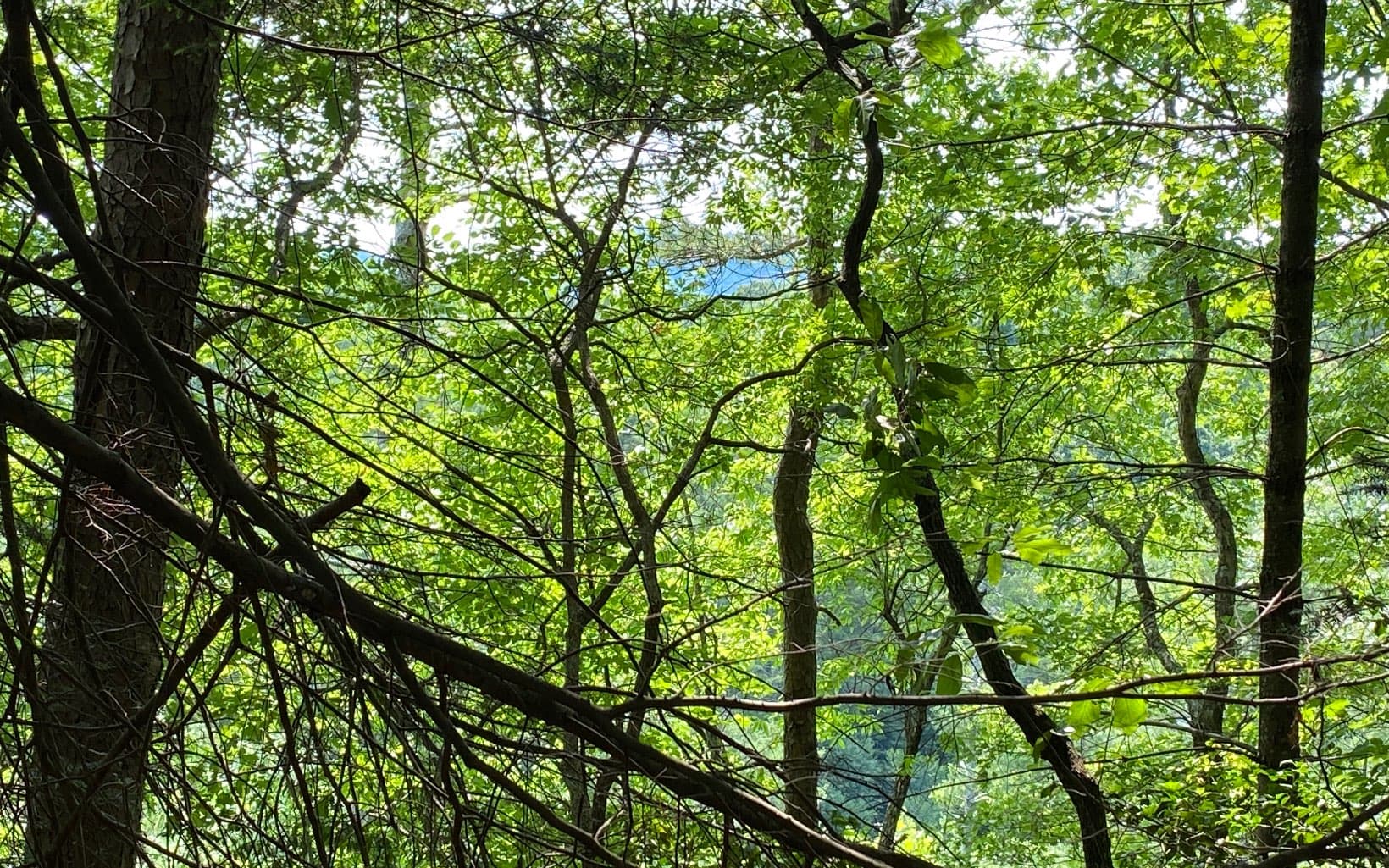 Lot 645 Wedowee Ct (Lot 645), Ellijay GA 30540 - Photo
