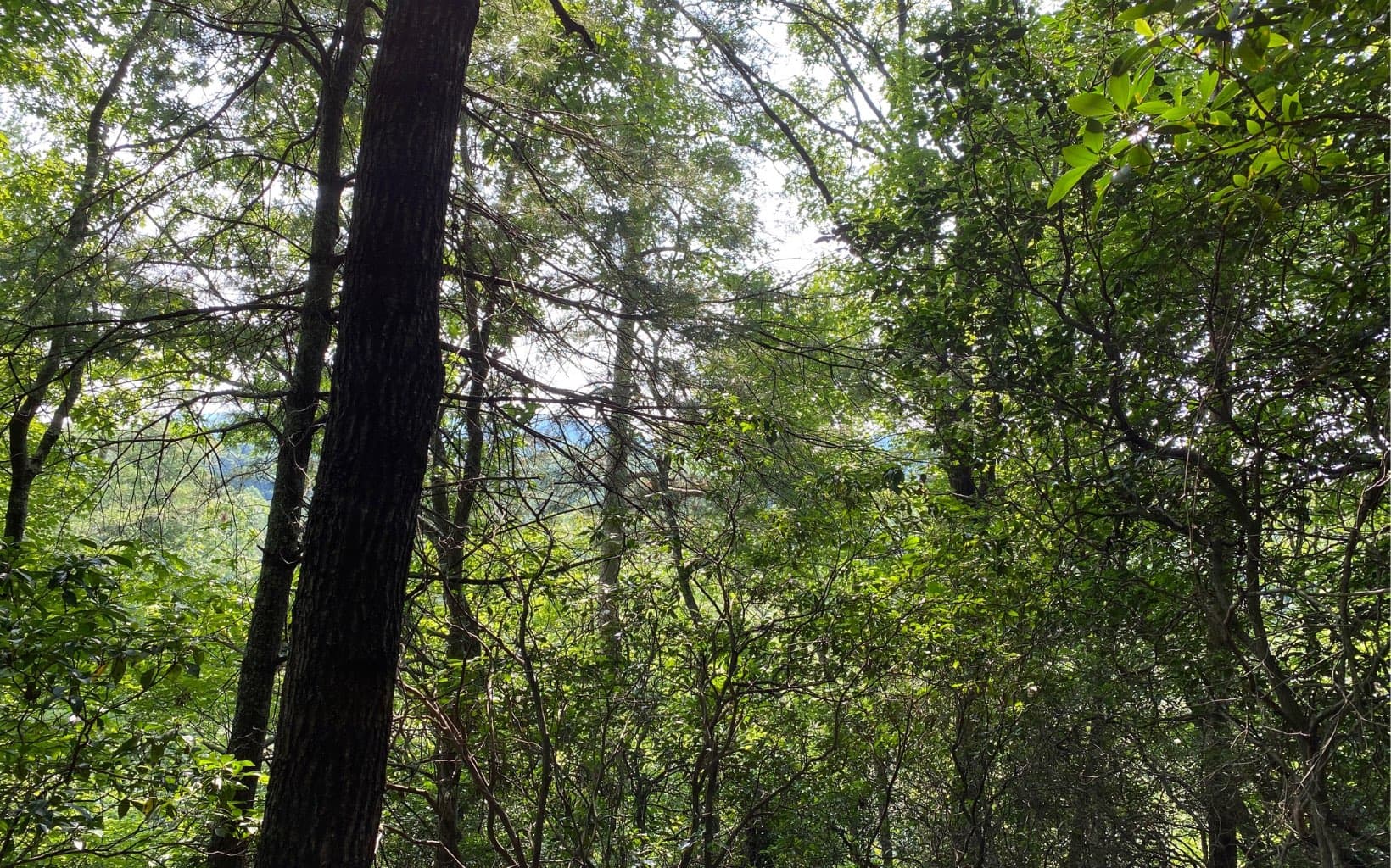 Lot 645 Wedowee Ct (Lot 645), Ellijay GA 30540 - Photo