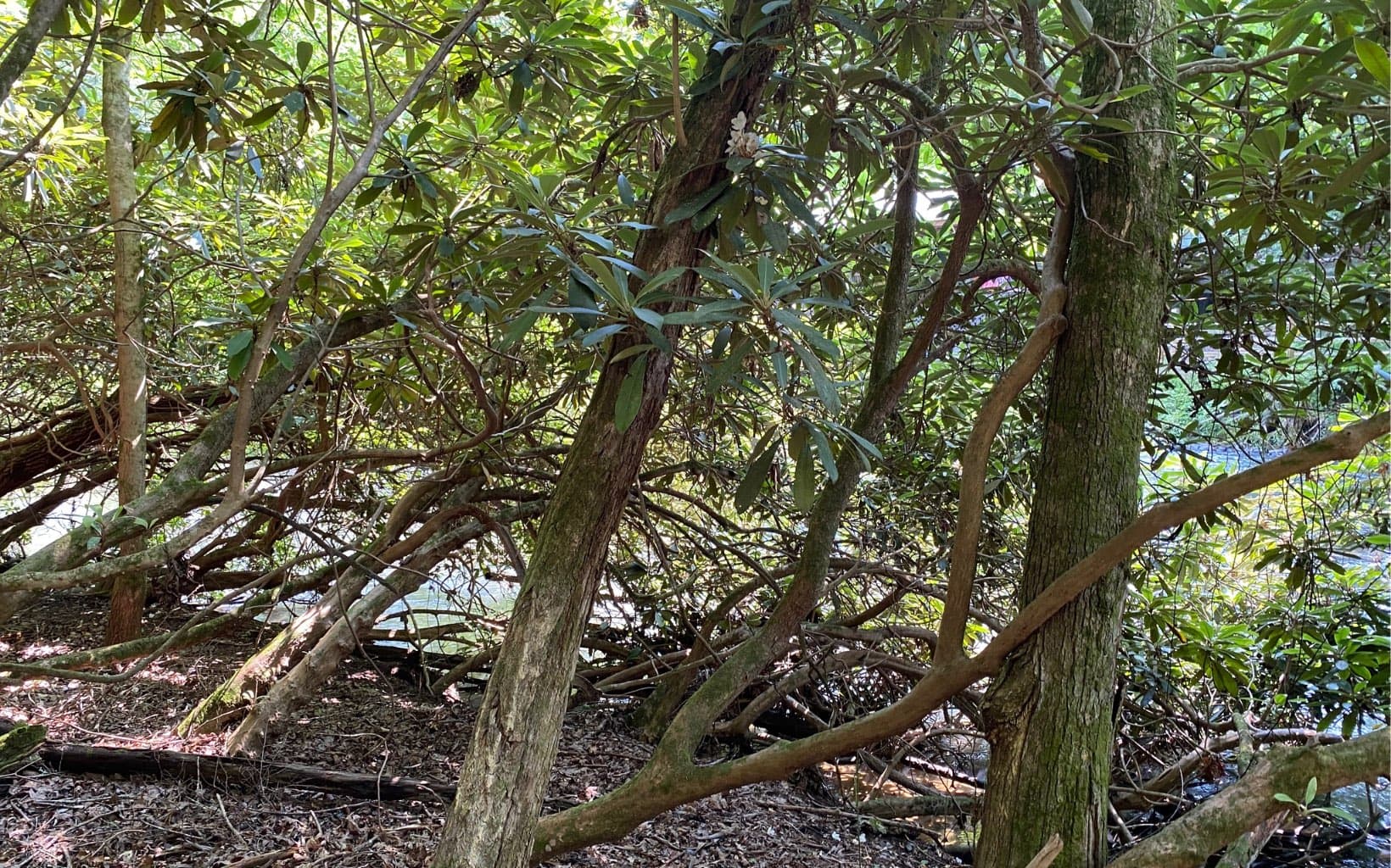 Lot 645 Wedowee Ct (Lot 645), Ellijay GA 30540 - Photo