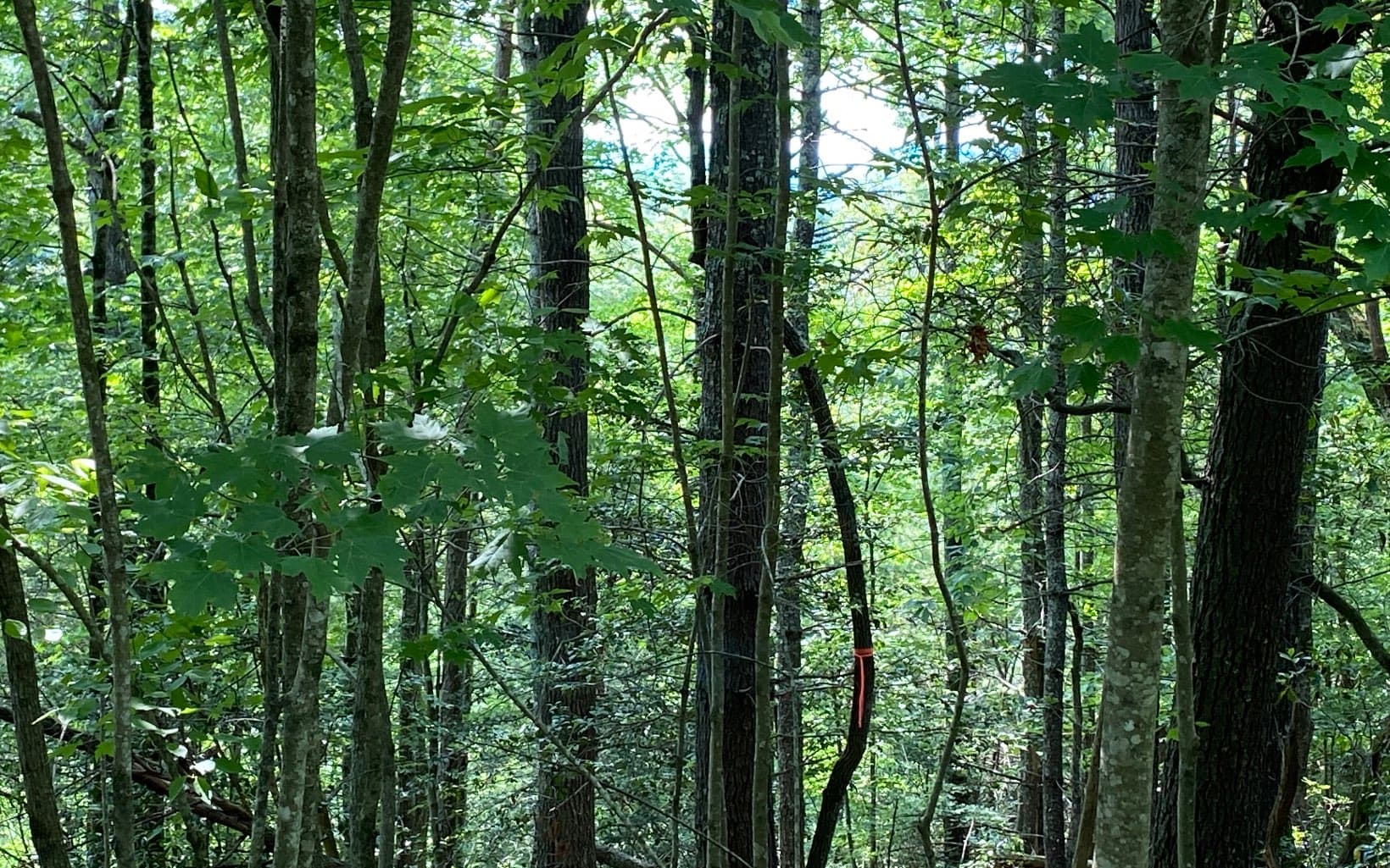 Lot 645 Wedowee Ct (Lot 645), Ellijay GA 30540 - Photo