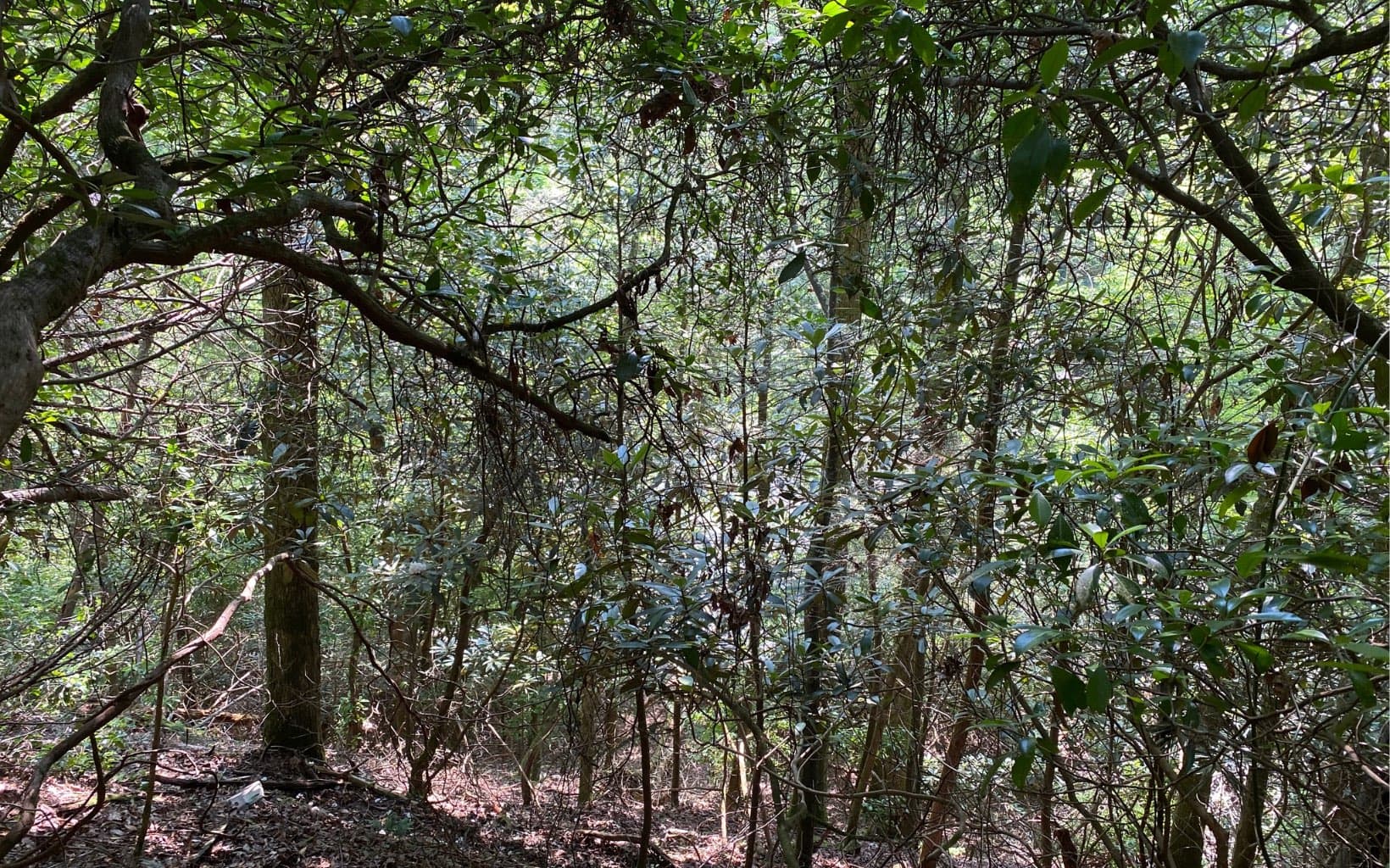 Lot 645 Wedowee Ct (Lot 645), Ellijay GA 30540 - Photo