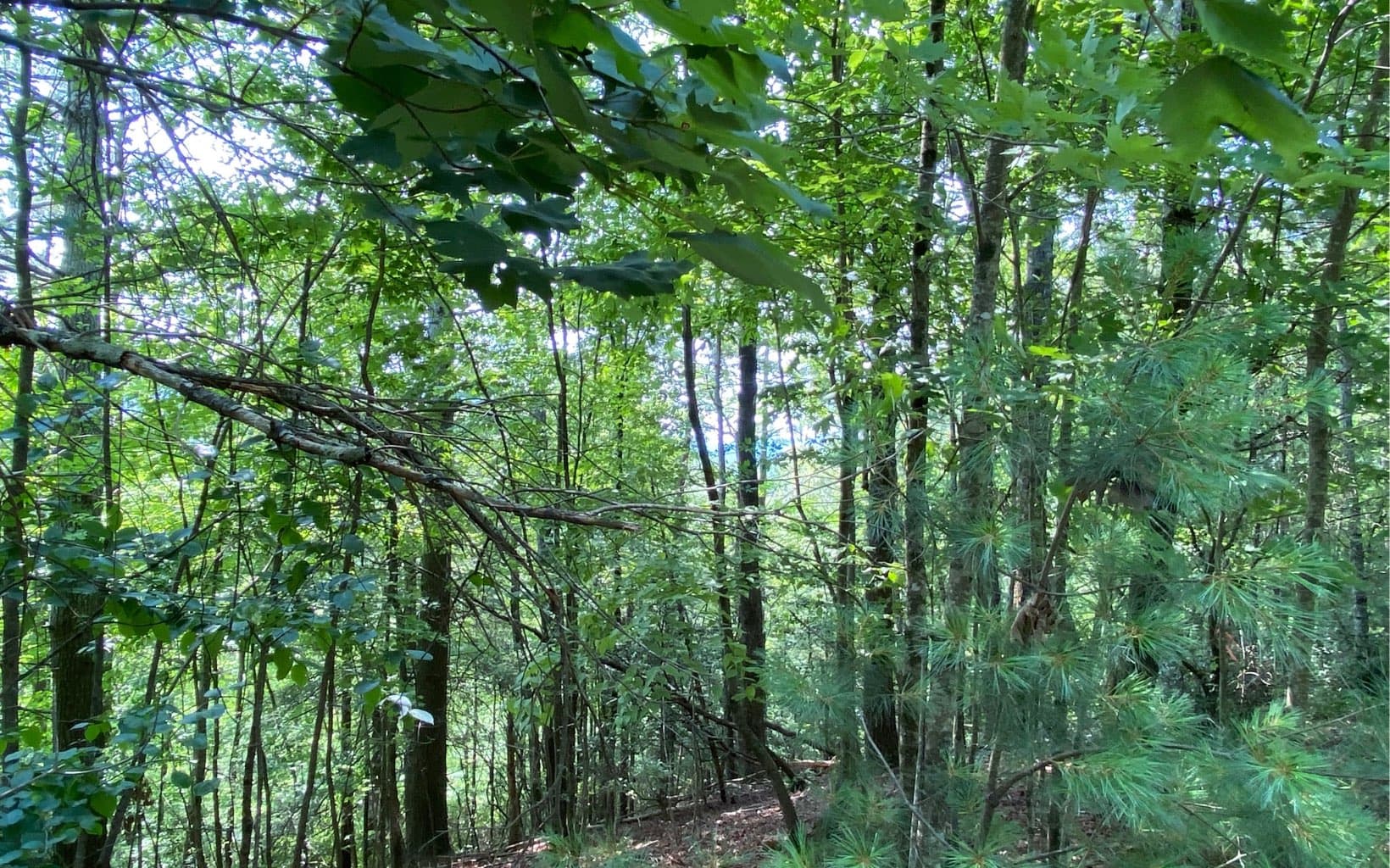 Lot 645 Wedowee Ct (Lot 645), Ellijay GA 30540 - Photo