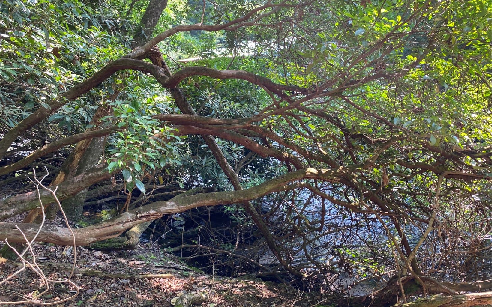 Lot 645 Wedowee Ct (Lot 645), Ellijay GA 30540 - Photo