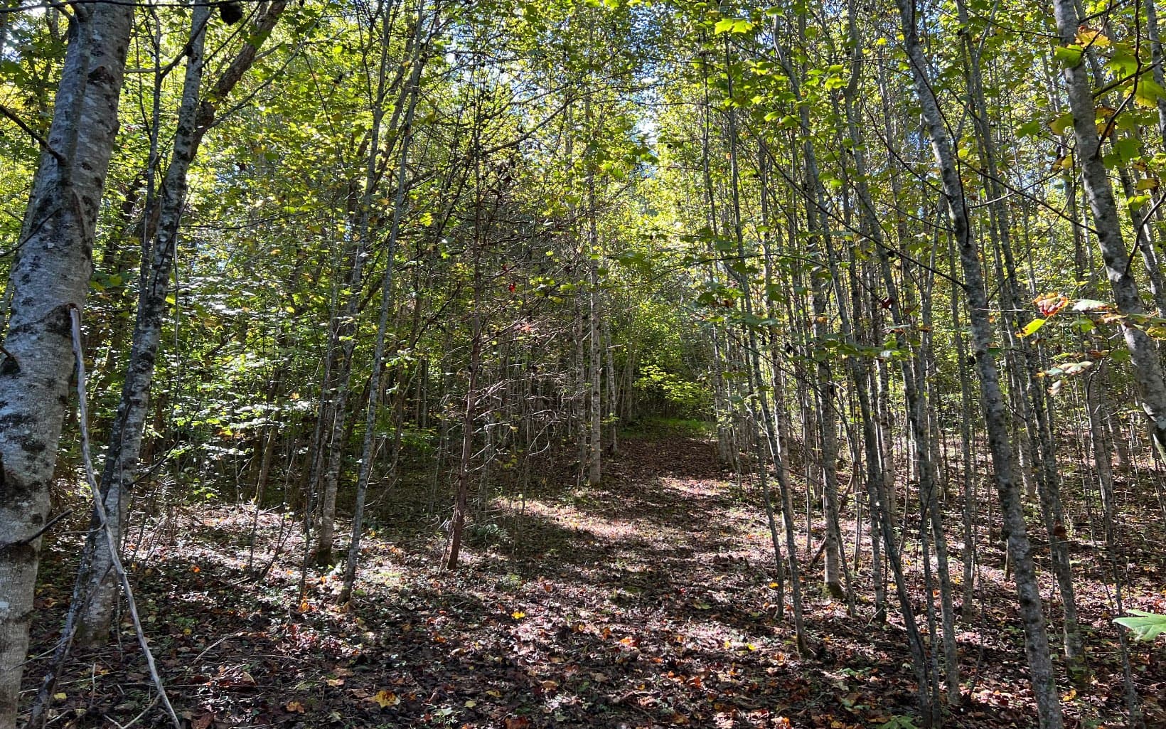 37+AC Jarrett Road, Hayesville NC 28904 - Photo