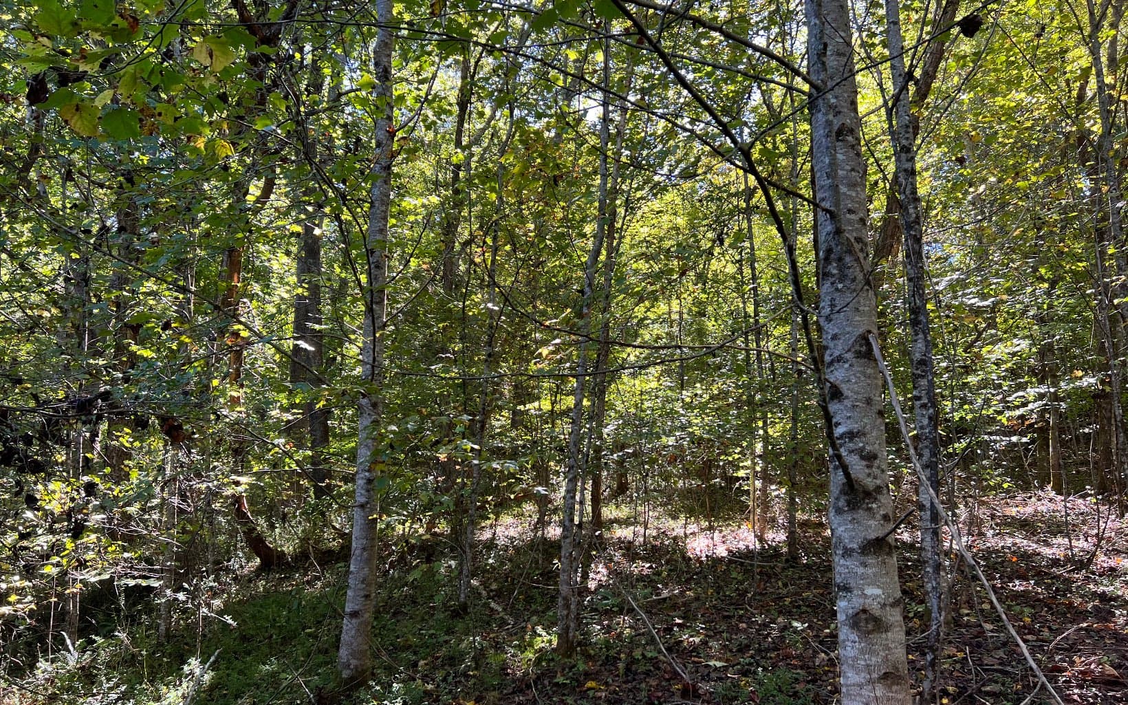 37+AC Jarrett Road, Hayesville NC 28904 - Photo