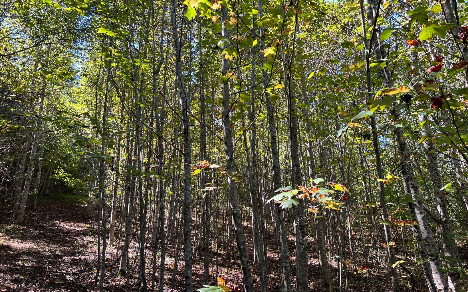 37+AC Jarrett Road, Hayesville NC 28904 - Photo