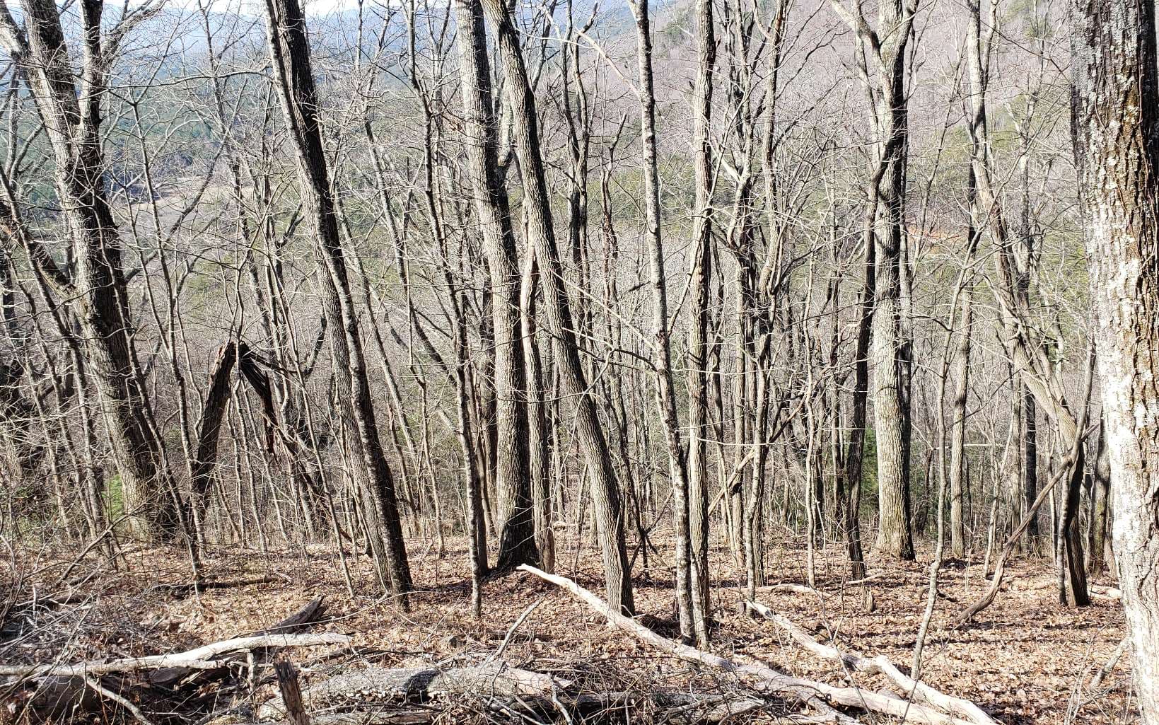 LT 28A Sassafras Ridge Road, Copperhill TN 37317 - Photo