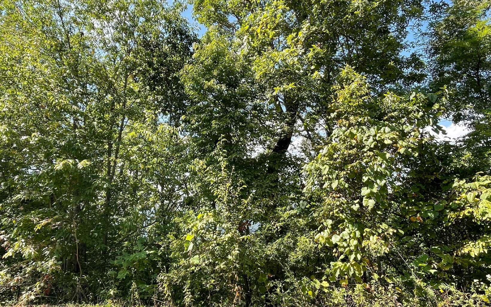 Lot 14 Mountain Harbour Drive, Hayesville NC 28904 - Photo