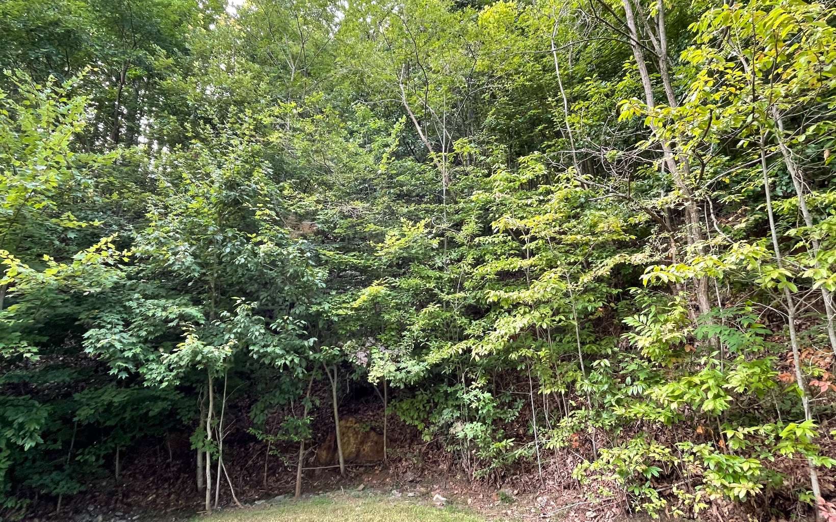 Lot 34 Overlook At Yh, Young Harris GA 30582 - Photo