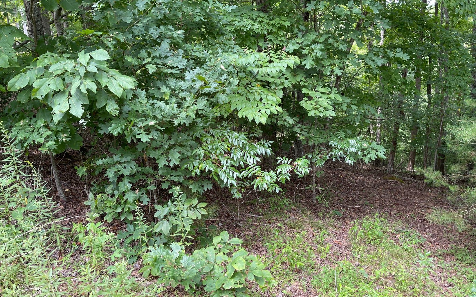 Lot 3 Morgan Creek, Ph Ii, Young Harris GA 30582 - Photo