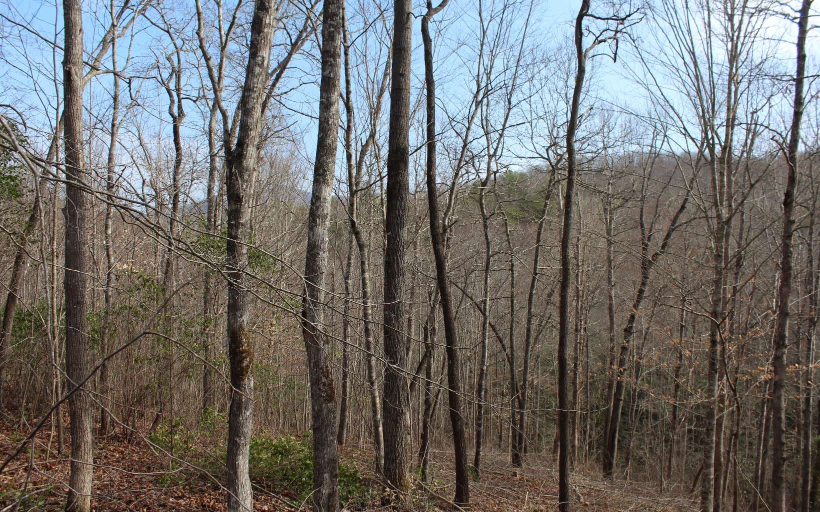 7 Fodder Creek Mill Road, Hiawassee GA 30546 - Photo