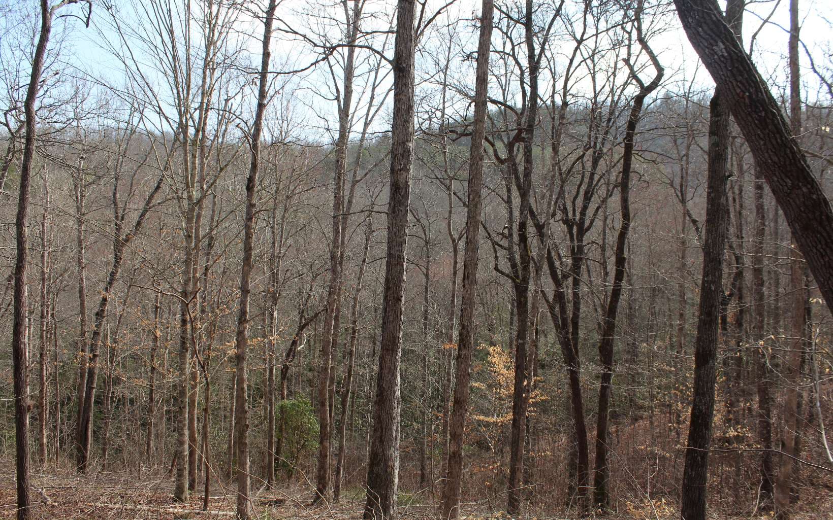 7 Fodder Creek Mill Road, Hiawassee GA 30546 - Primary photo
