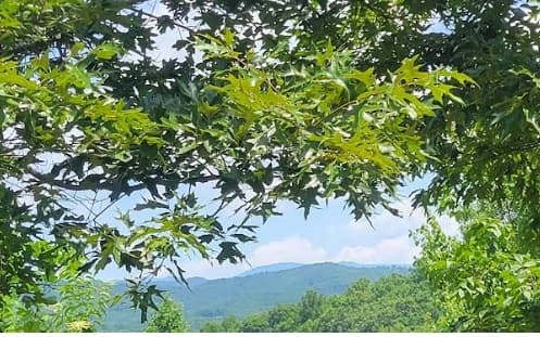24 Mountain Knoll Lane, Warne NC 28909 - Photo