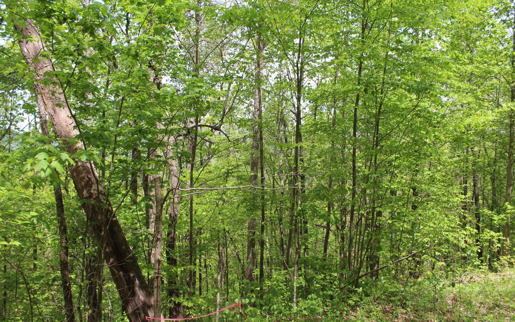 LT 73 Shiloh, Hayesville NC 28904 - Photo