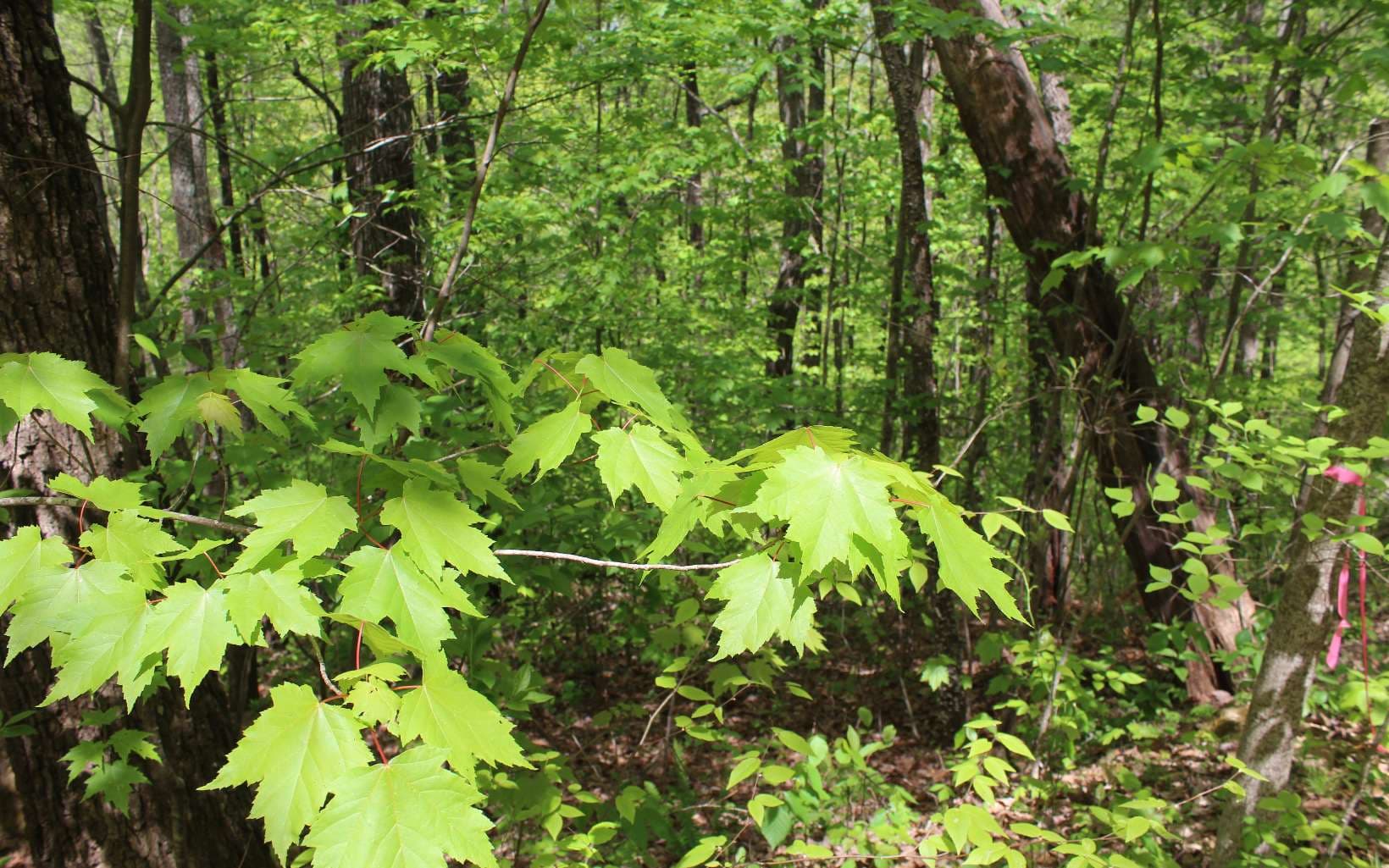 LT 73 Shiloh, Hayesville NC 28904 - Photo