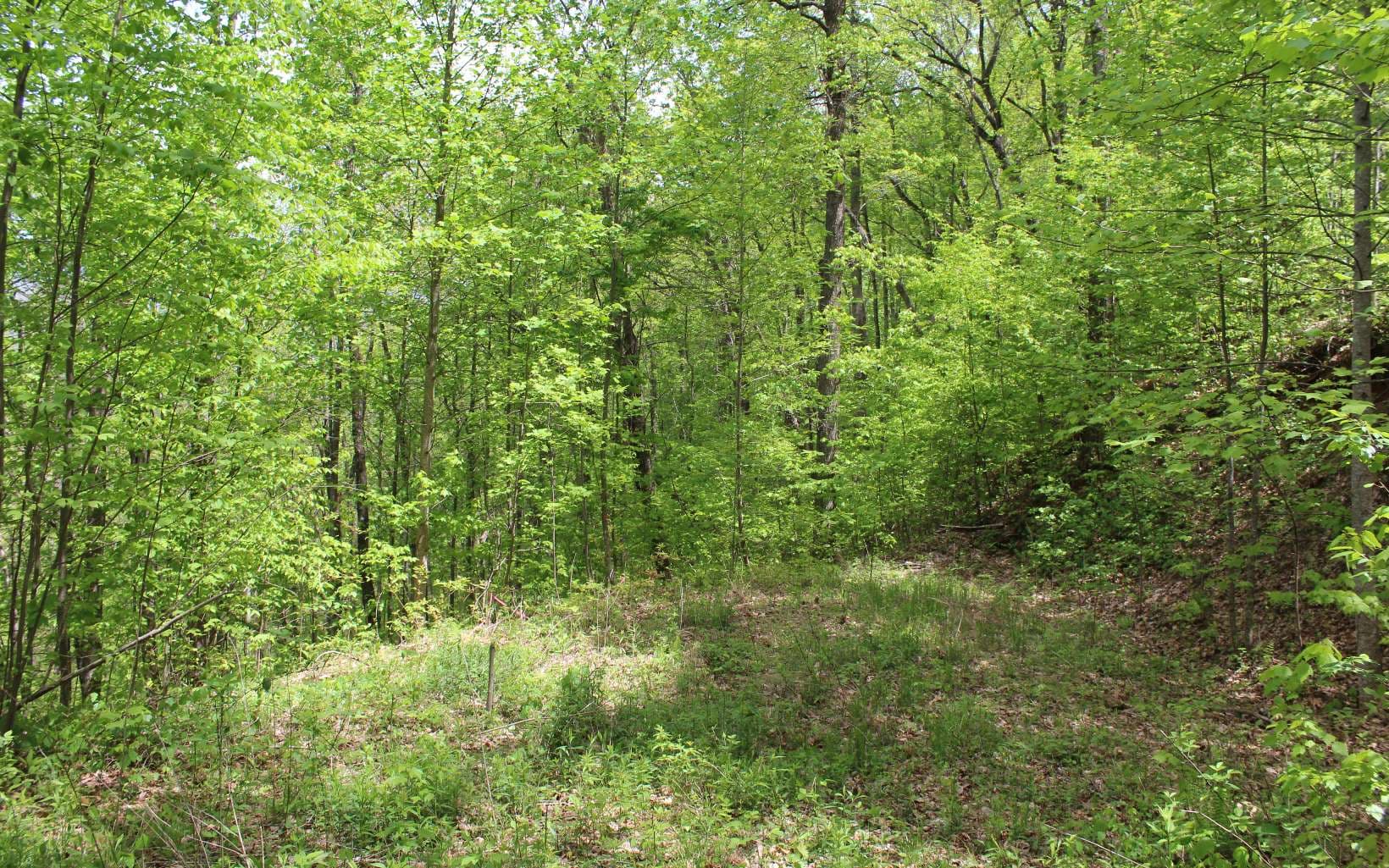 LT 73 Shiloh, Hayesville NC 28904 - Photo