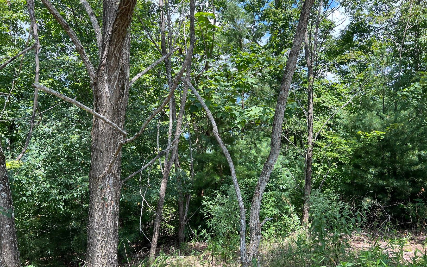 Lot 59 Fires Creek Cove Road, Hayesville NC 28904 - Photo