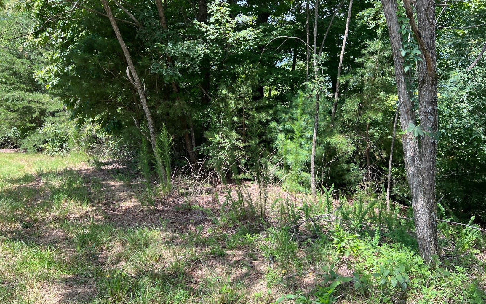 Lot 59 Fires Creek Cove Road, Hayesville NC 28904 - Photo