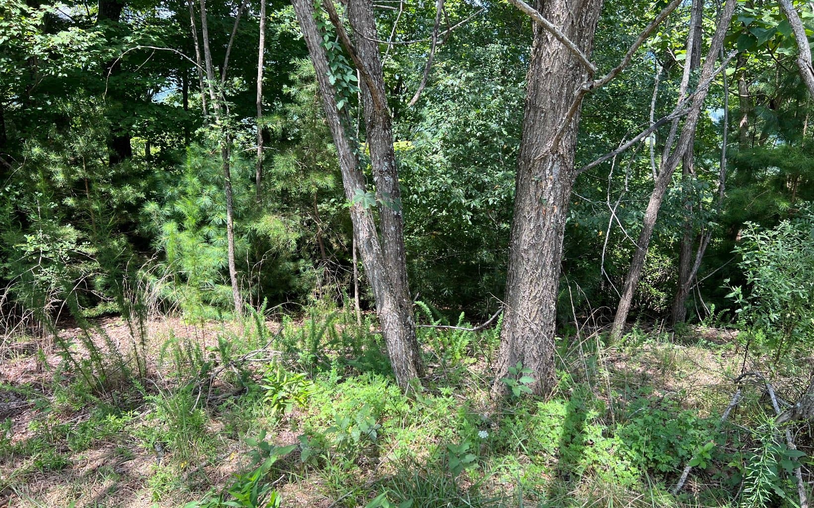 Lot 59 Fires Creek Cove Road, Hayesville NC 28904 - Primary photo