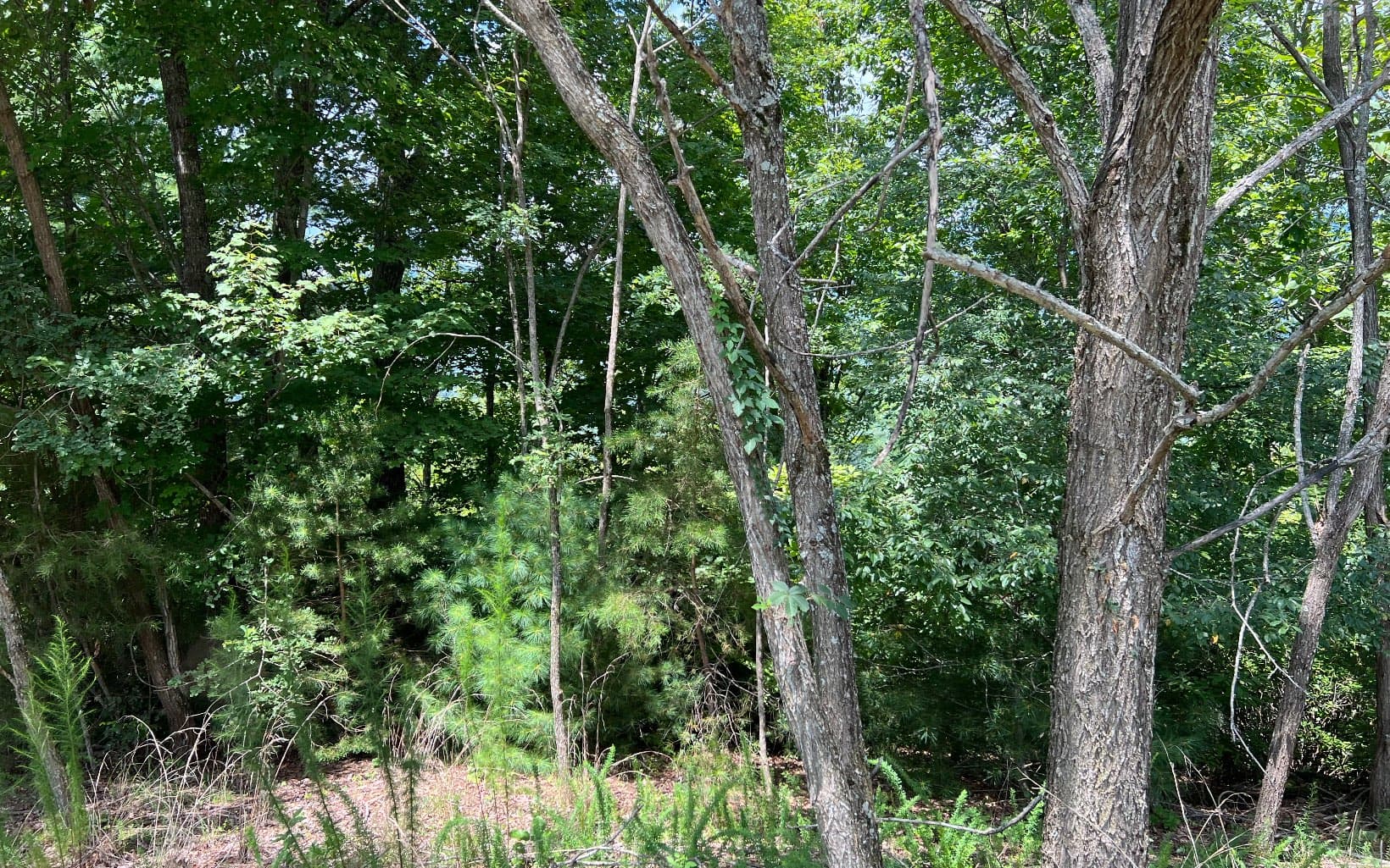 Lot 59 Fires Creek Cove Road, Hayesville NC 28904 - Photo