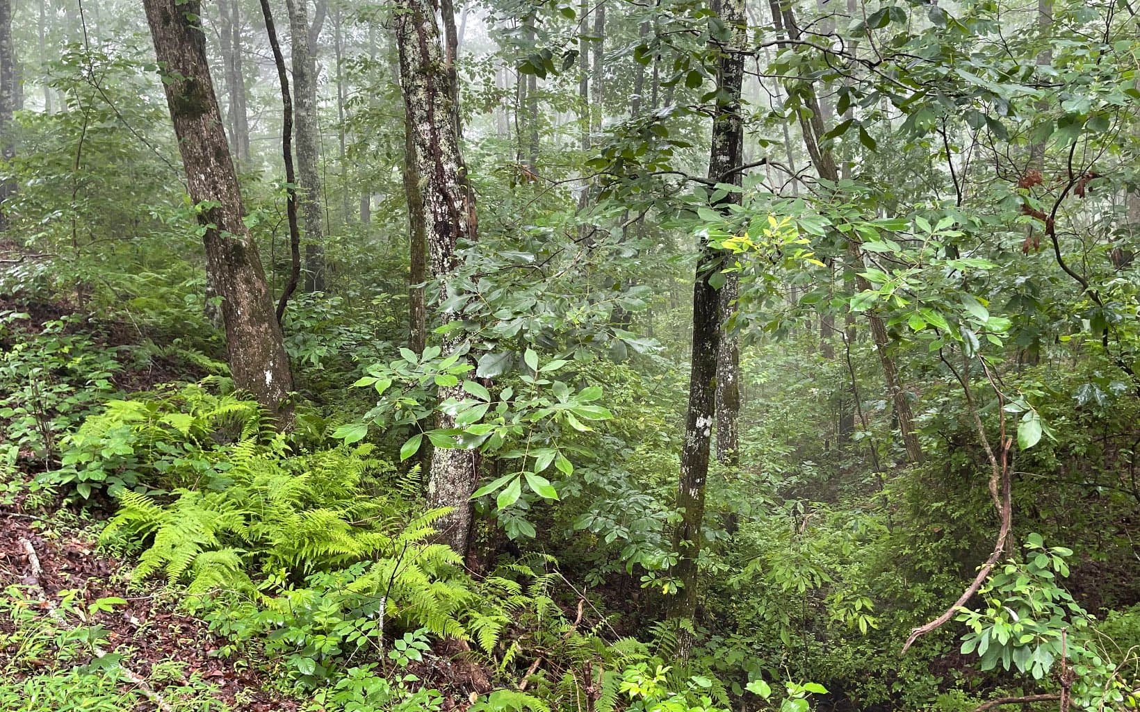 Lot 7 Trillium Heights, Brasstown NC 28902 - Photo