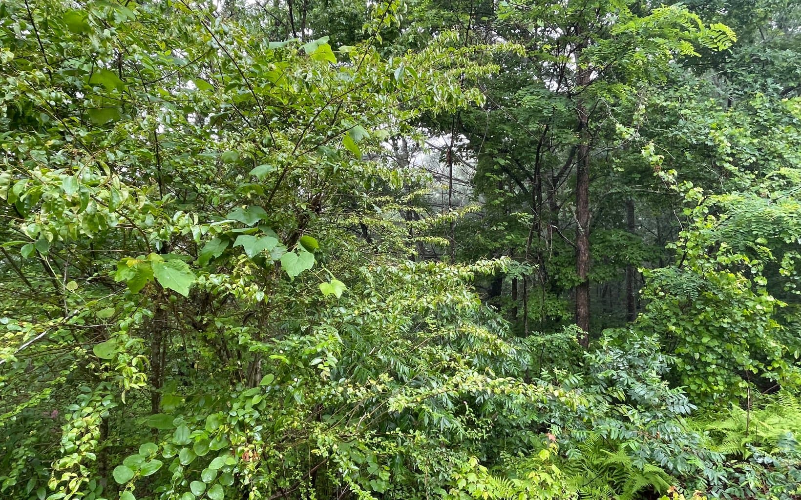Lot 7 Trillium Heights, Brasstown NC 28902 - Photo