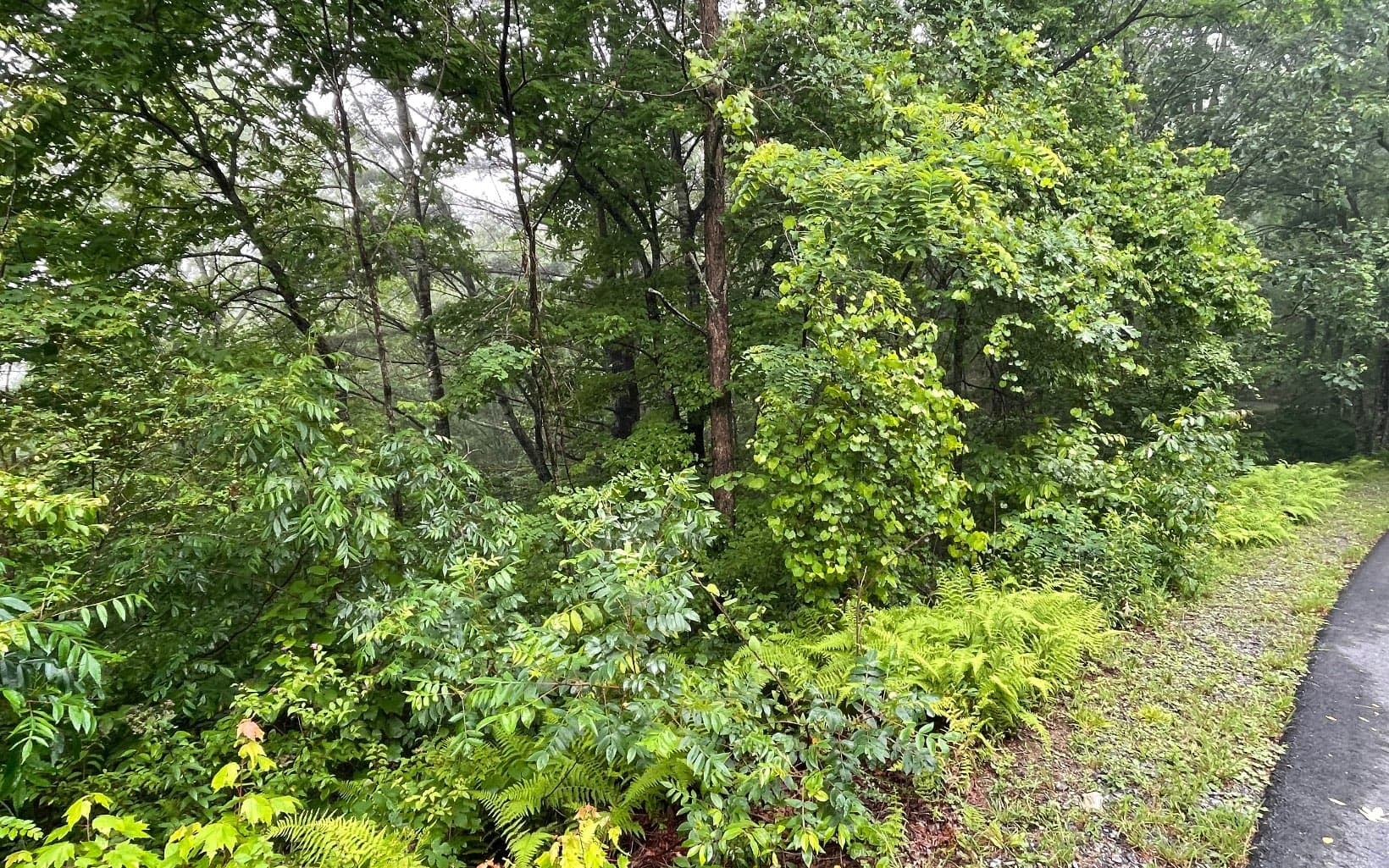Lot 7 Trillium Heights, Brasstown NC 28902 - Photo