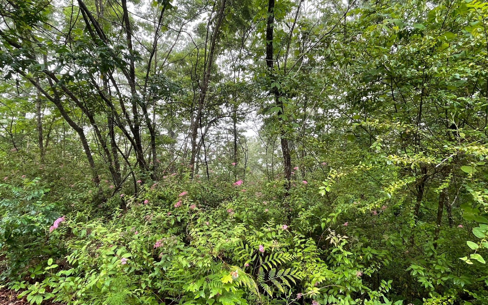 Lot 7 Trillium Heights, Brasstown NC 28902 - Photo