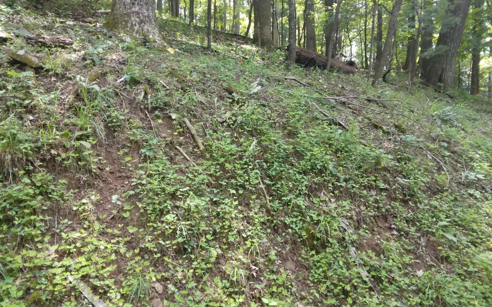 M213 Walnut Ridge, Ellijay GA 30536 - Photo
