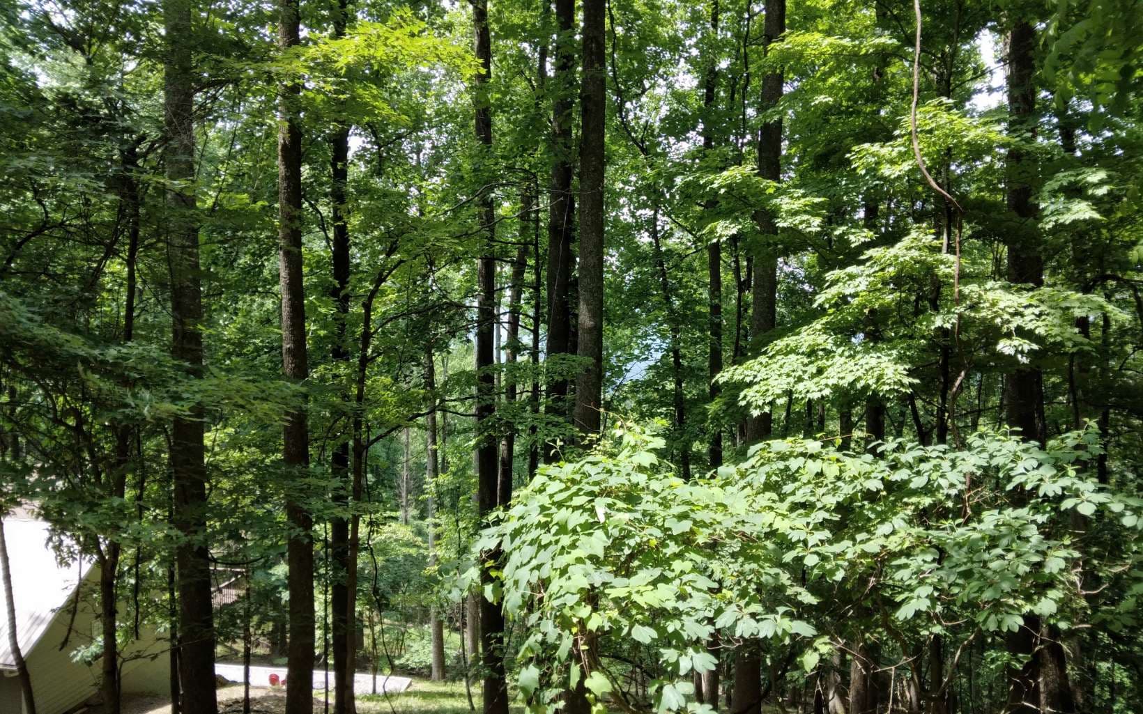 M213 Walnut Ridge, Ellijay GA 30536 - Photo