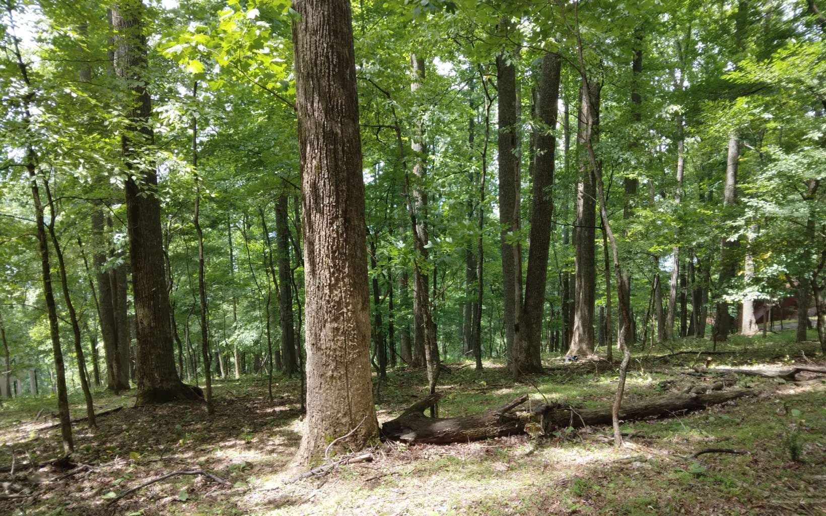 M213 Walnut Ridge, Ellijay GA 30536 - Photo