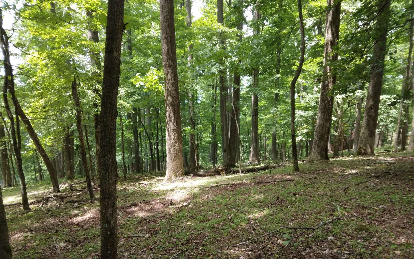 M213 Walnut Ridge, Ellijay GA 30536 - Photo