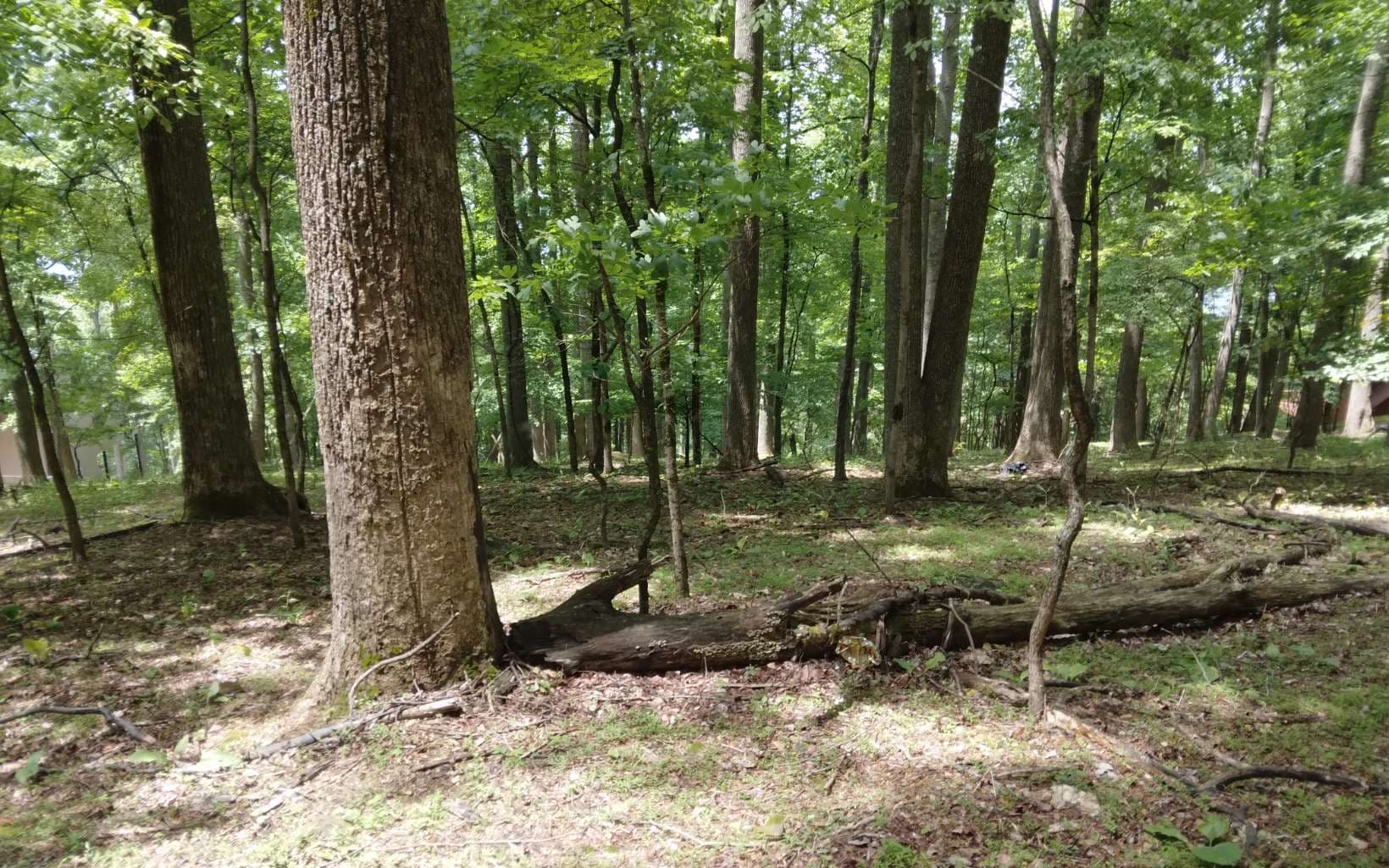 M213 Walnut Ridge, Ellijay GA 30536 - Photo