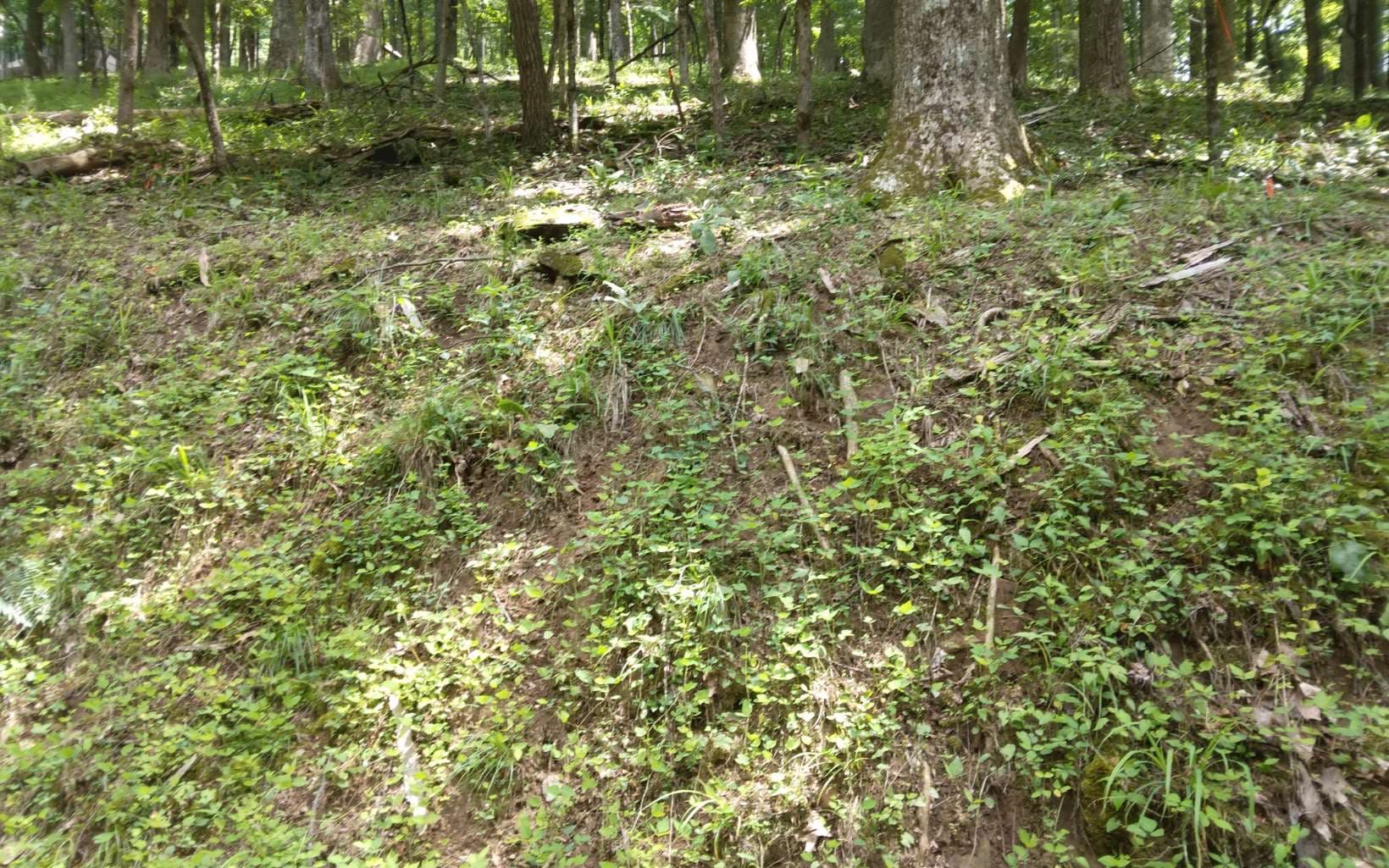 M213 Walnut Ridge, Ellijay GA 30536 - Photo