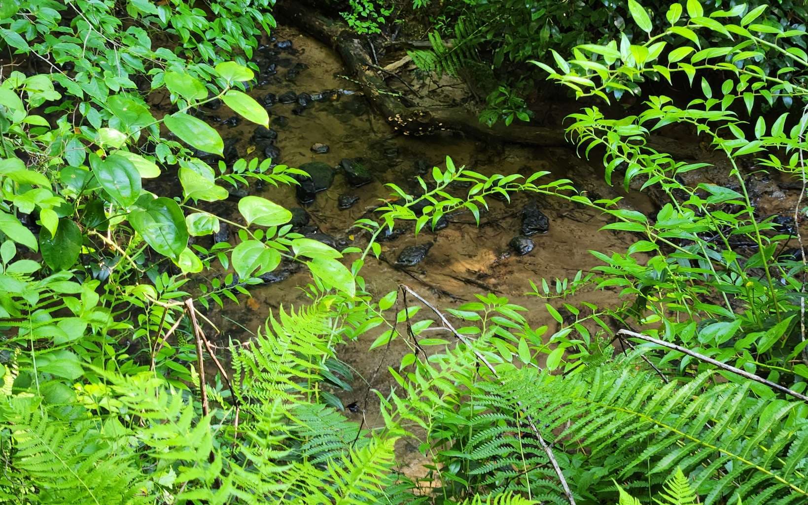3.5AC Sassafras Ridge Road, Turtletown TN 37391 - Photo