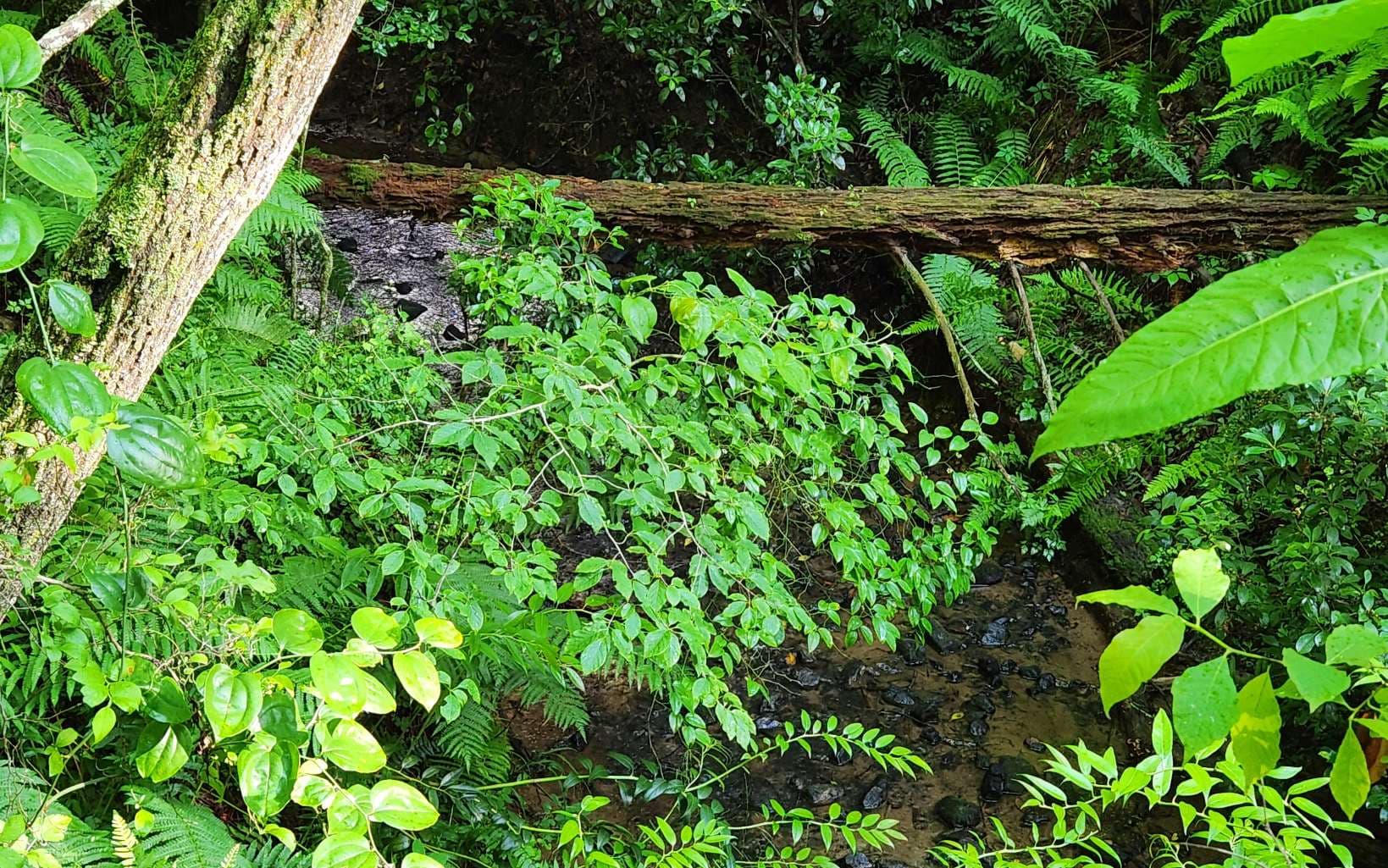 3.5AC Sassafras Ridge Road, Turtletown TN 37391 - Photo